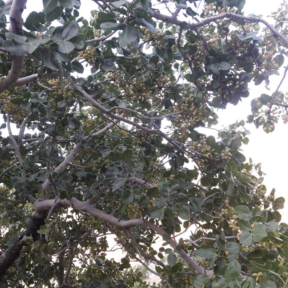 Mut Geçimli Köyü Resimleri 10