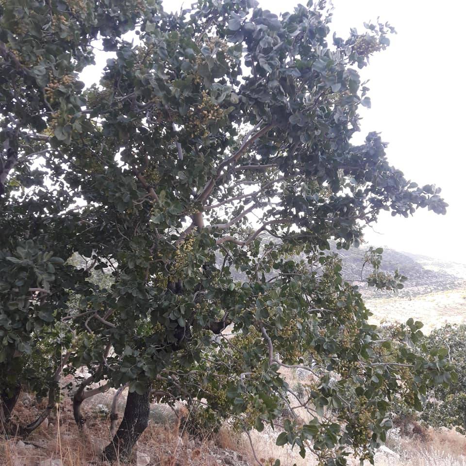 Mut Geçimli Köyü Resimleri 11