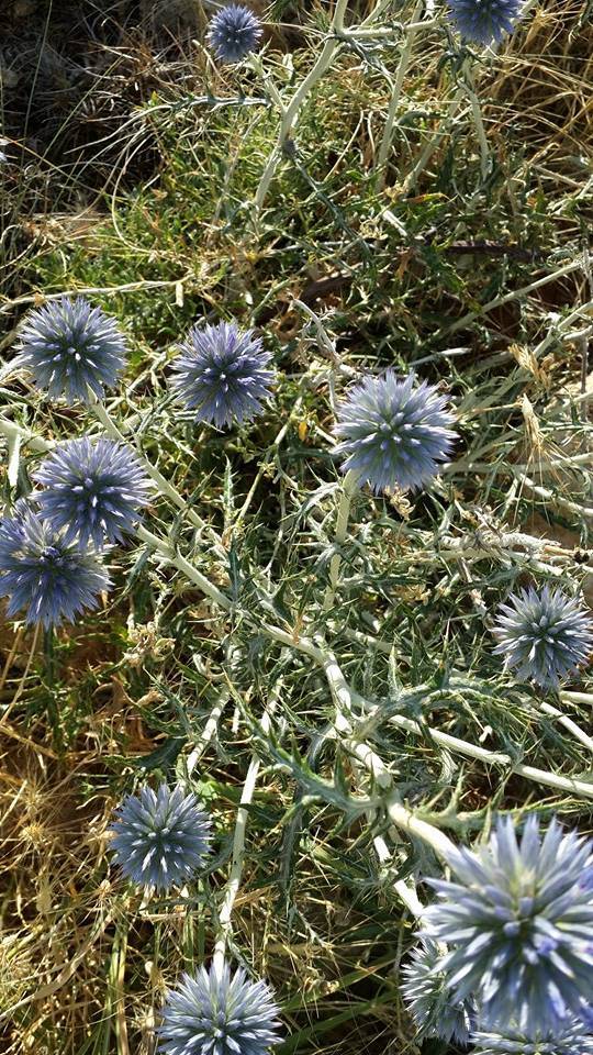 Mut Geçimli Köyü Resimleri 5