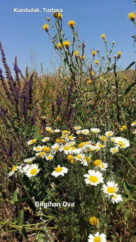 Tuzluca Kelekli Köyü Resimleri 1