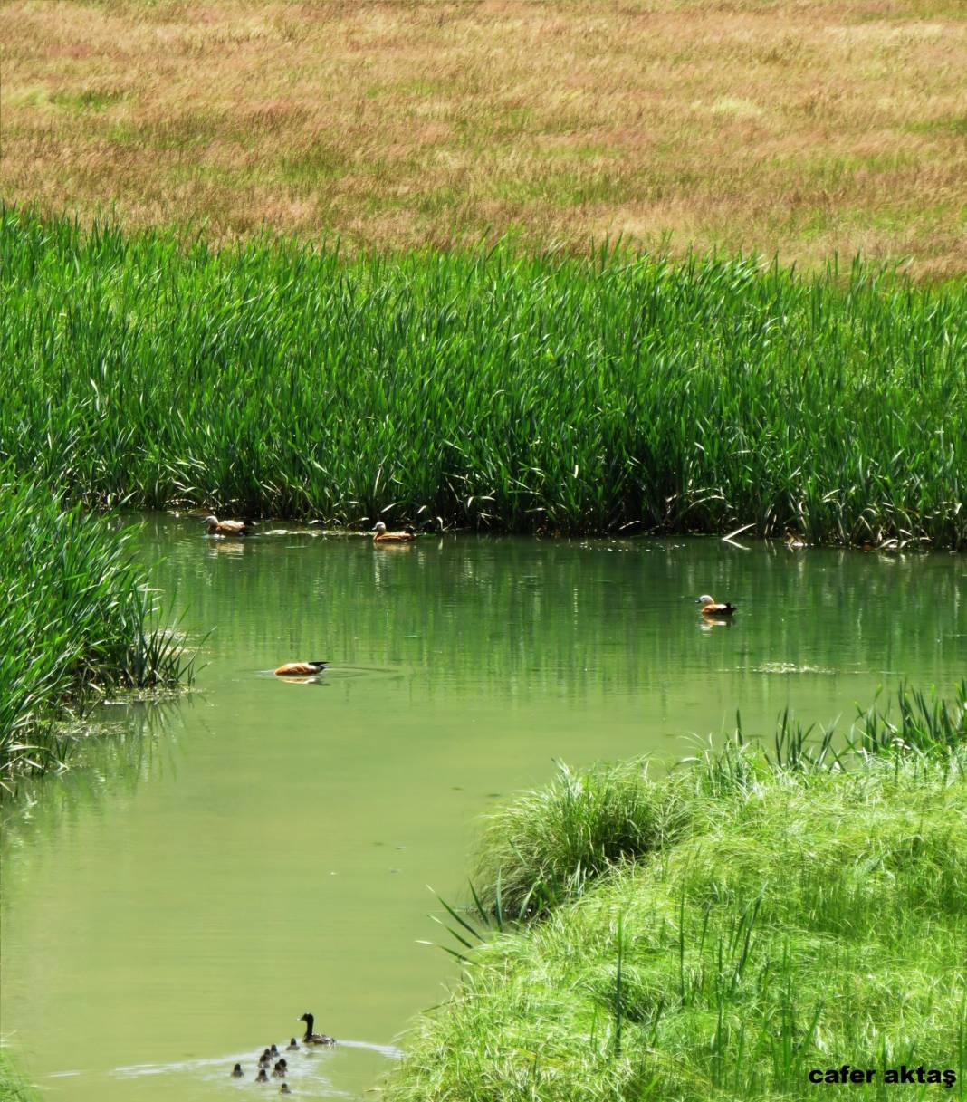Tuzluca Kayaören Köyü Resimleri 12