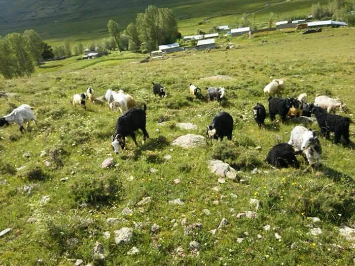 Tuzluca Kayaören Köyü Resimleri 3