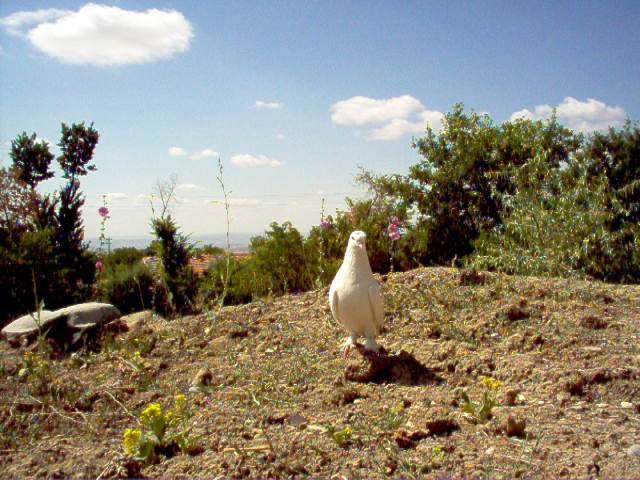 Yerköy Gündoğdu Köyü Resimleri 1