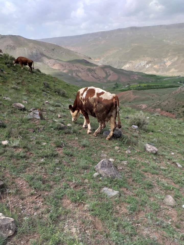 Tuzluca Tezekçi Köyü Resimleri 3