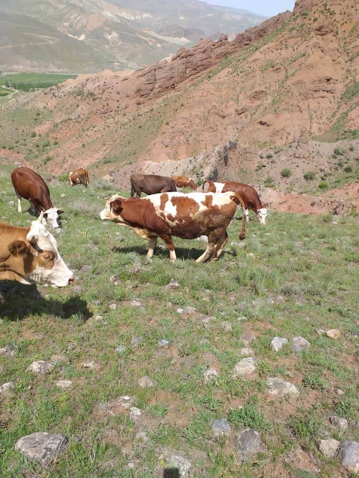 Tuzluca Tezekçi Köyü Resimleri 5