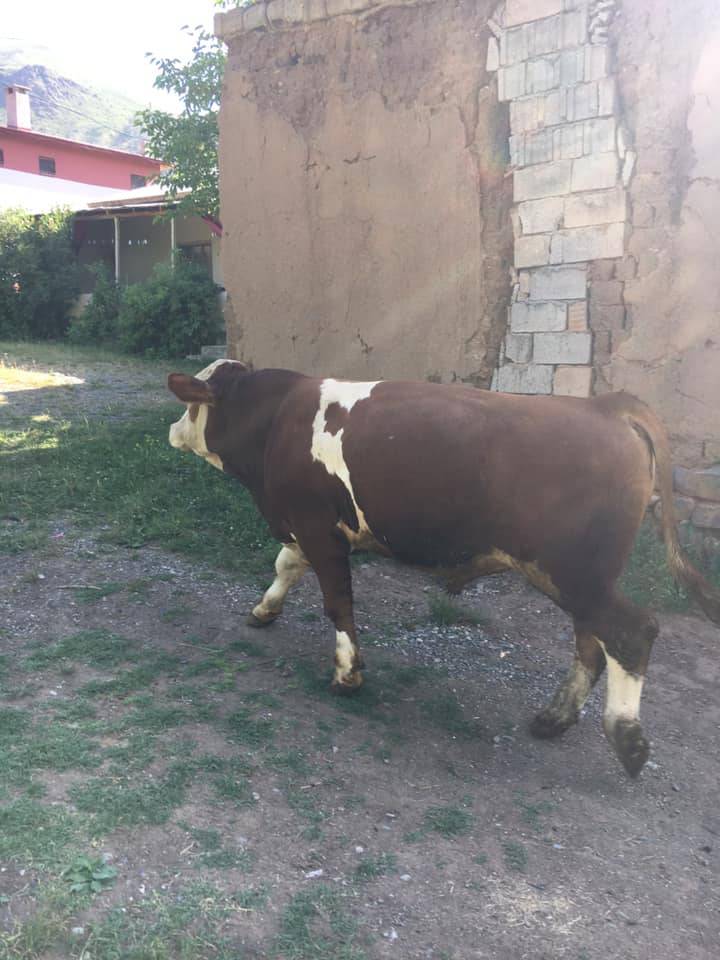 Tuzluca Tezekçi Köyü Resimleri 6