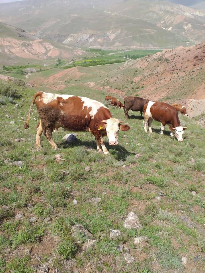 Tuzluca Tezekçi Köyü Resimleri 7