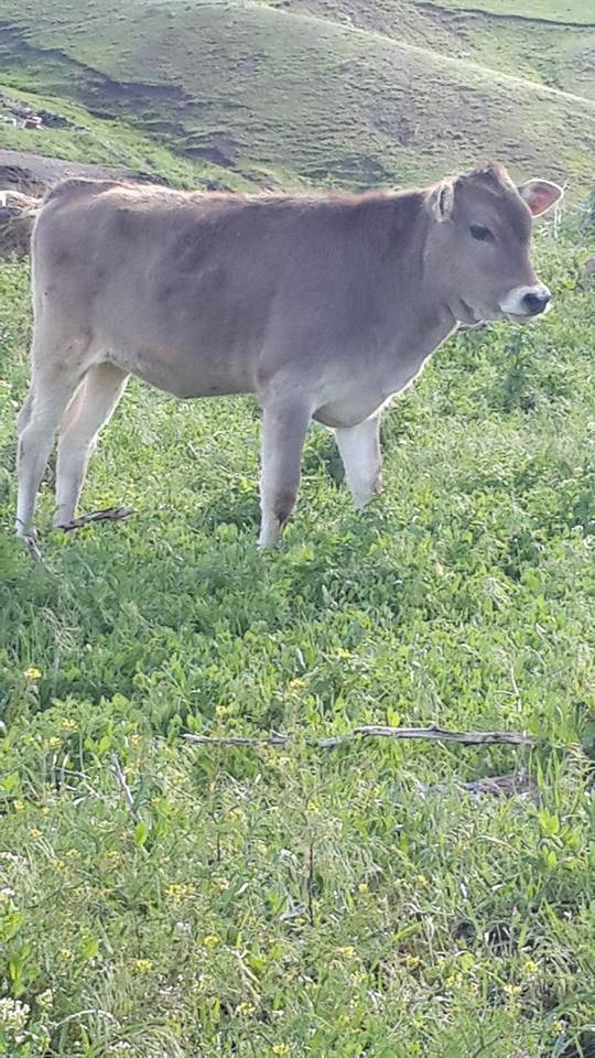 Tuzluca Kumbalak Köyü Resimleri 2