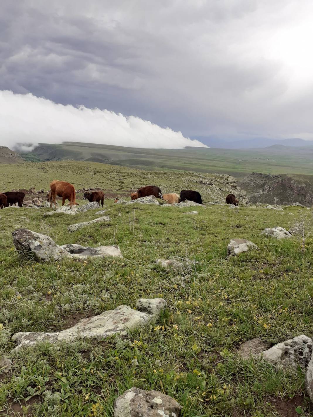 Tuzluca Kuruağaç Köyü Resimleri 12