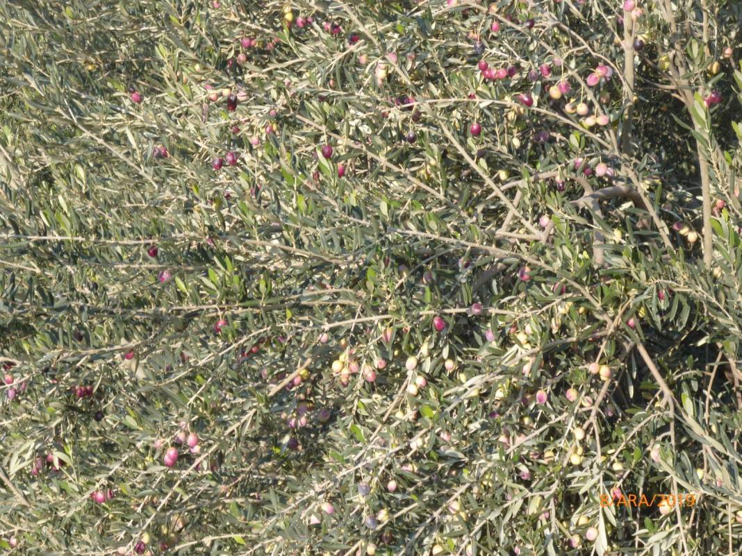 Mut Gençali Köyü Resimleri 10