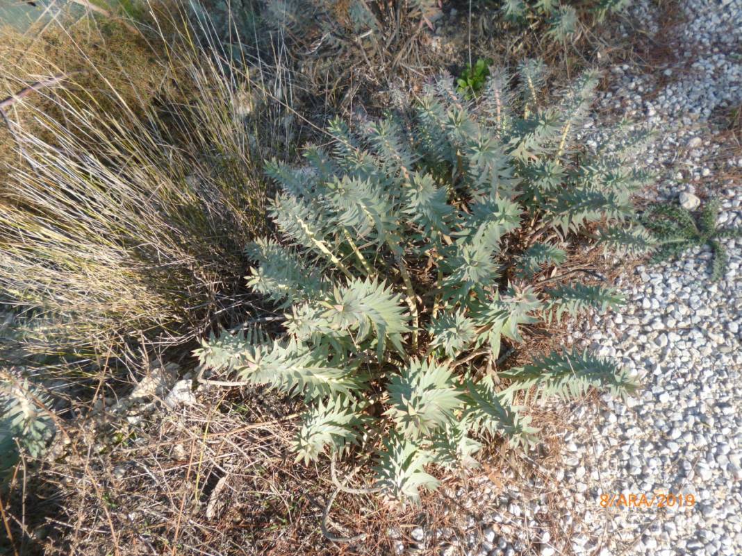 Mut Gençali Köyü Resimleri 11