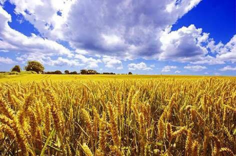 Ardahan Kartalpınar Köyü  Resimleri 1