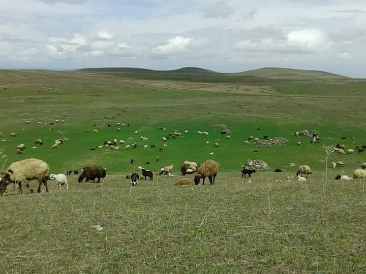Tuzluca Söğütlü Köyü Resimleri 1