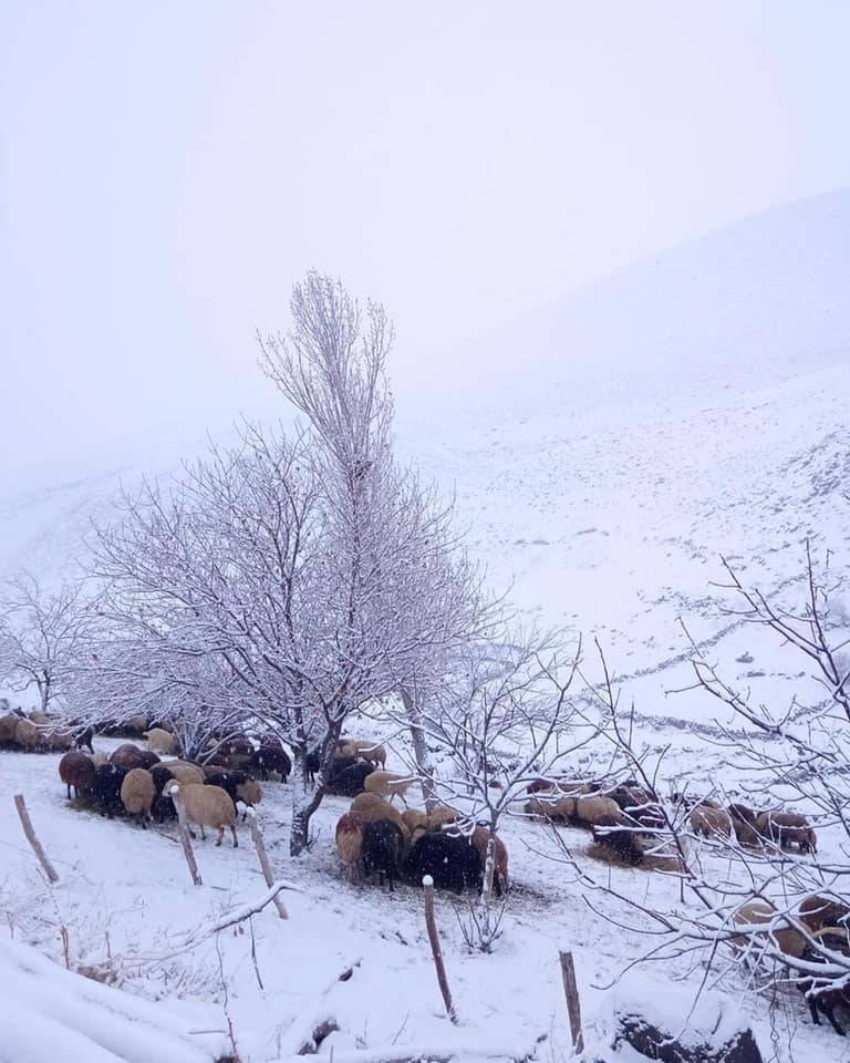 Tuzluca Söğütlü Köyü Resimleri 14