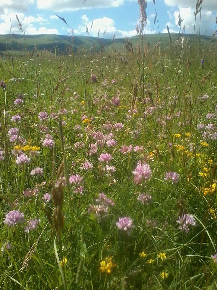 Ardahan Kazlıköy Köyü Resimleri 5