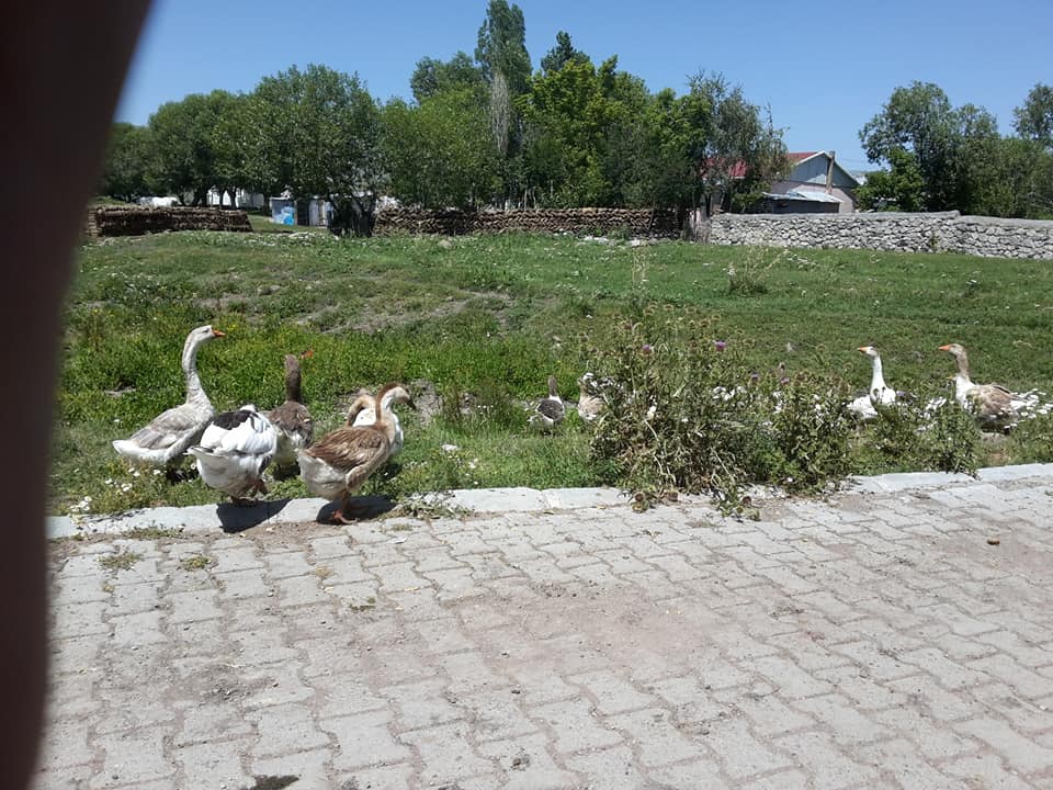 Ardahan Kazlıköy Köyü Resimleri 8
