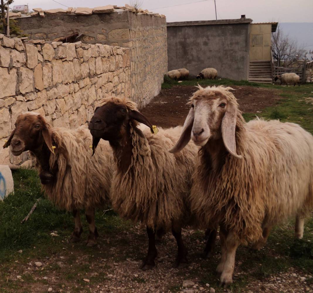 Mut Hacıahmetli Köyü Resimleri 4