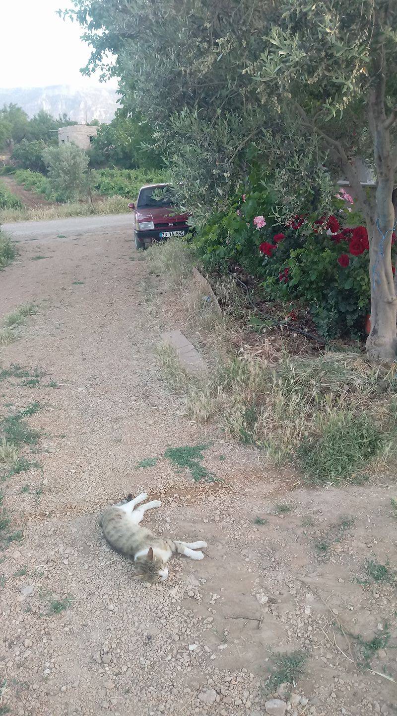 Mut Ilıca Köyü Resimleri 6