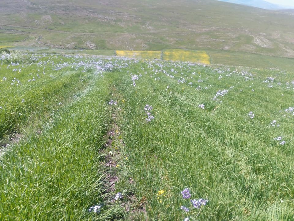 Ardahan Küçüksütlüce Köyü Resimleri 3