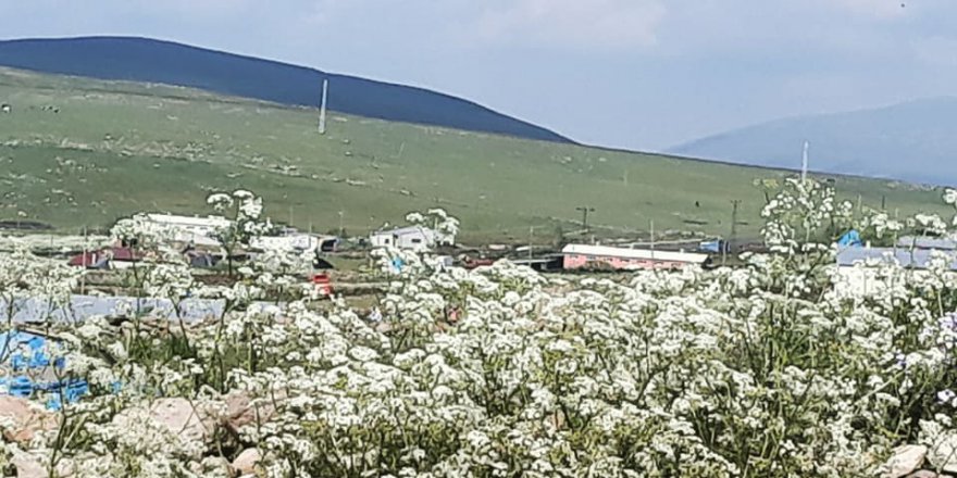 Ardahan Küçüksütlüce Köyü Resimleri