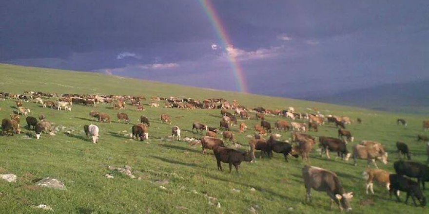 Ardahan Nebioğlu Köyü Resimleri