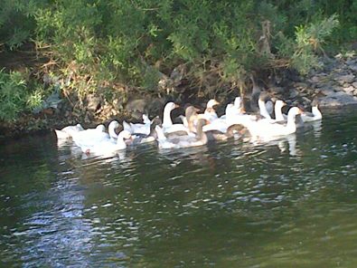 Ardahan Ölçek Köyü Resimleri 11