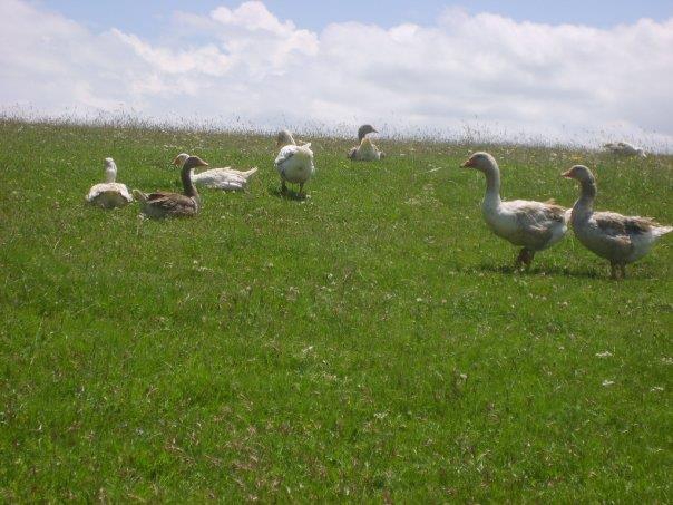 Ardahan Otbiçen Köyü Resimleri 3