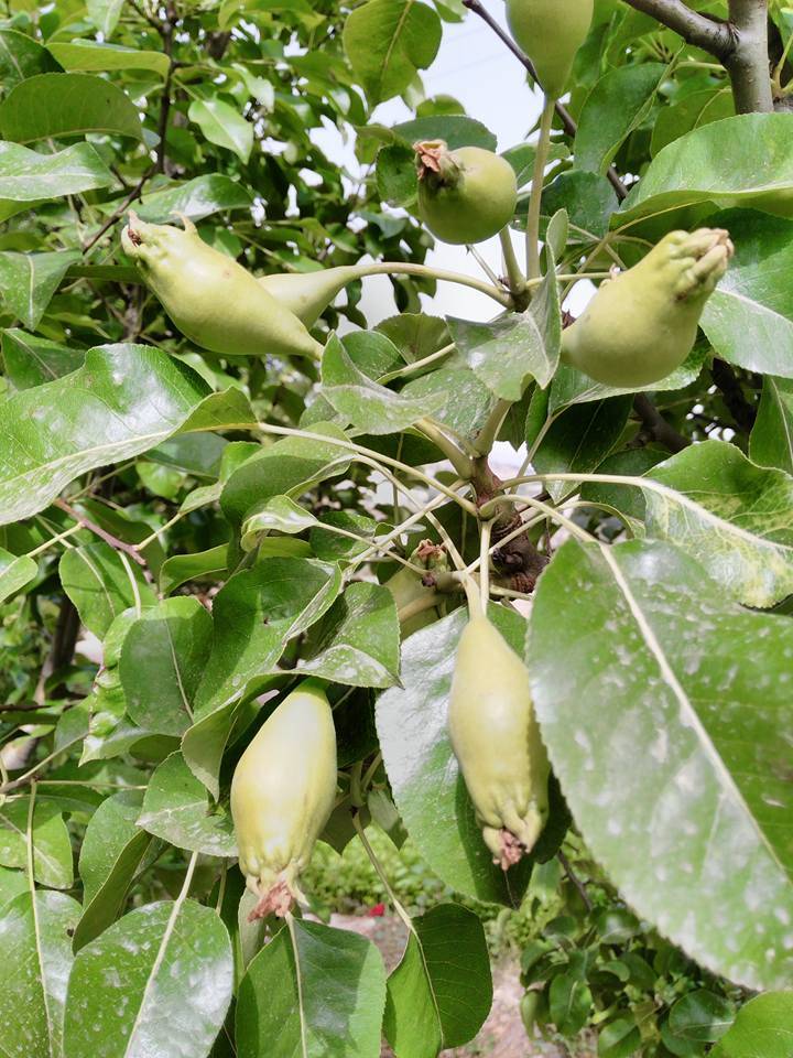 Mut Karadiken Köyü Resimleri 2