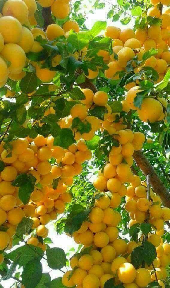 Mut Karadiken Köyü Resimleri 4