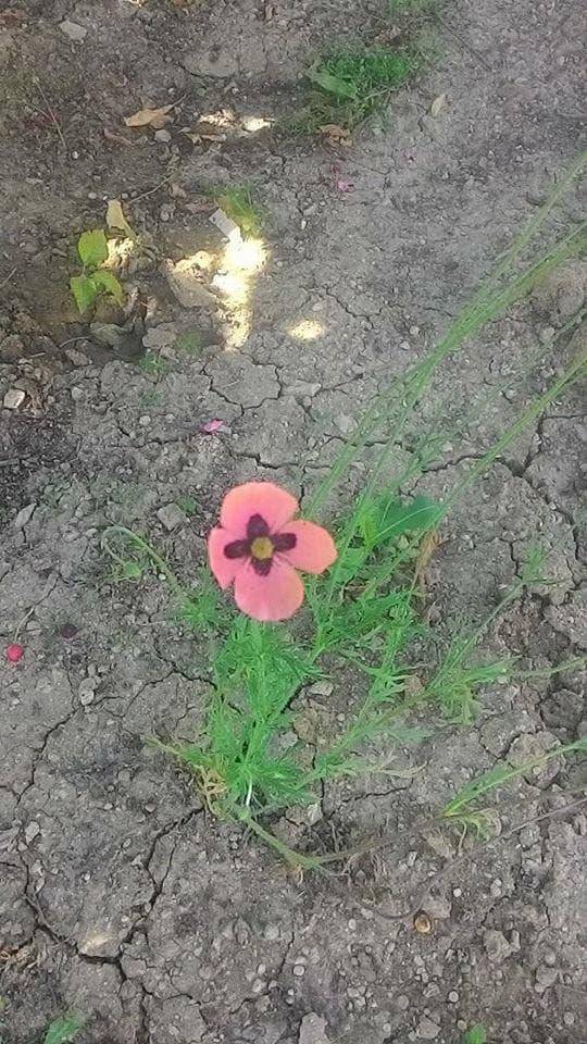 Yozgat Çağlayan Köyü Resimleri 4