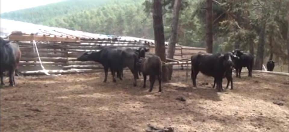 Yozgat Çağlayan Köyü Resimleri 7