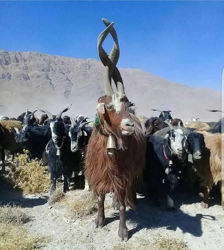 Güçlükonak Çobankazanı Köyü Resimleri 1