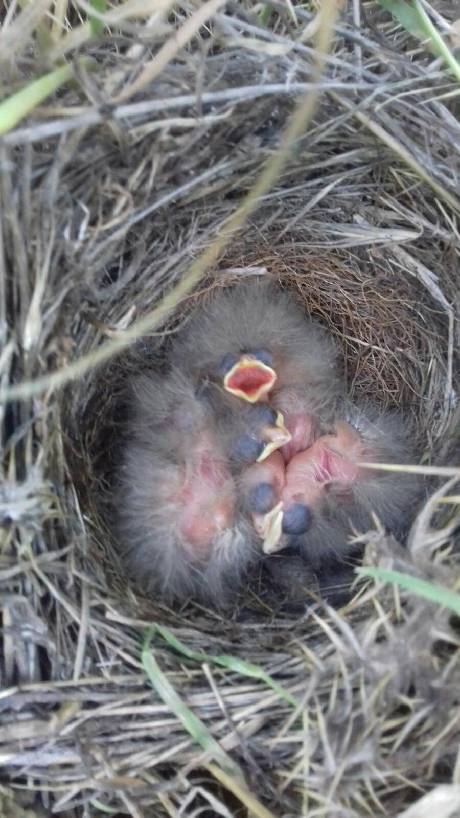Güçlükonak Çobankazanı Köyü Resimleri 17