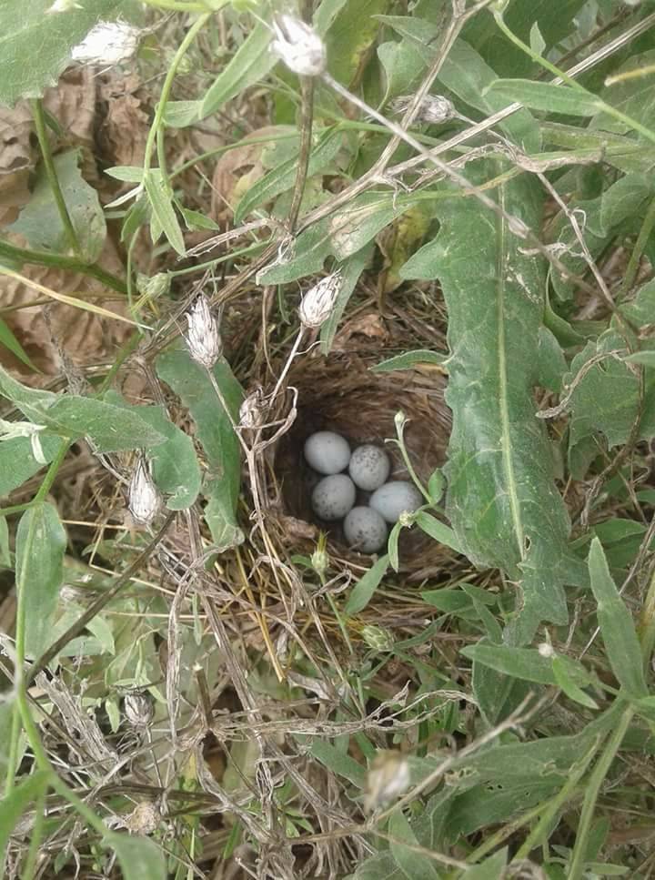 Güçlükonak Çobankazanı Köyü Resimleri 18