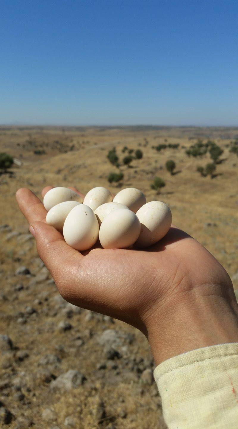 Güçlükonak Çobankazanı Köyü Resimleri 19