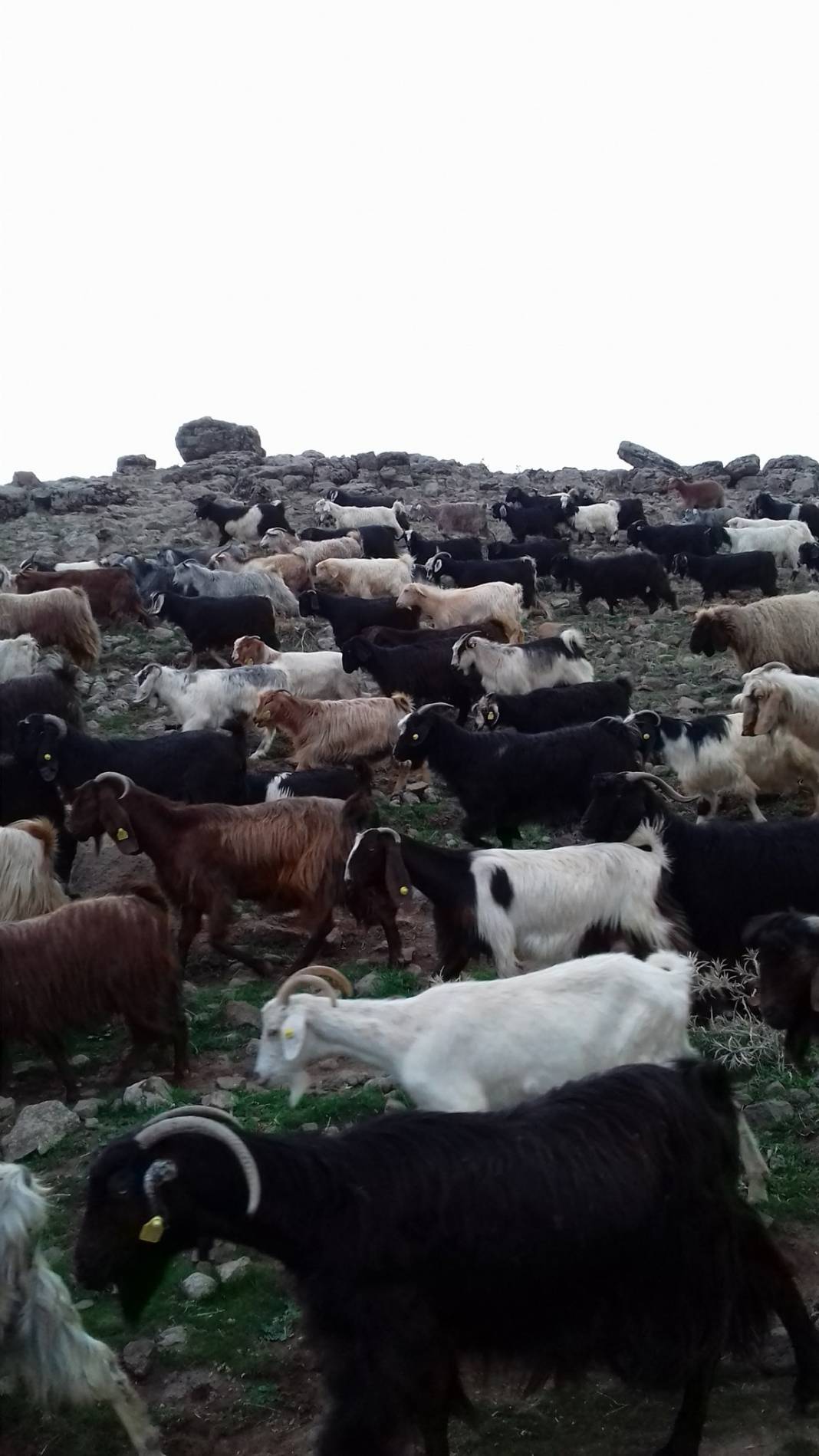 Güçlükonak Çobankazanı Köyü Resimleri 2