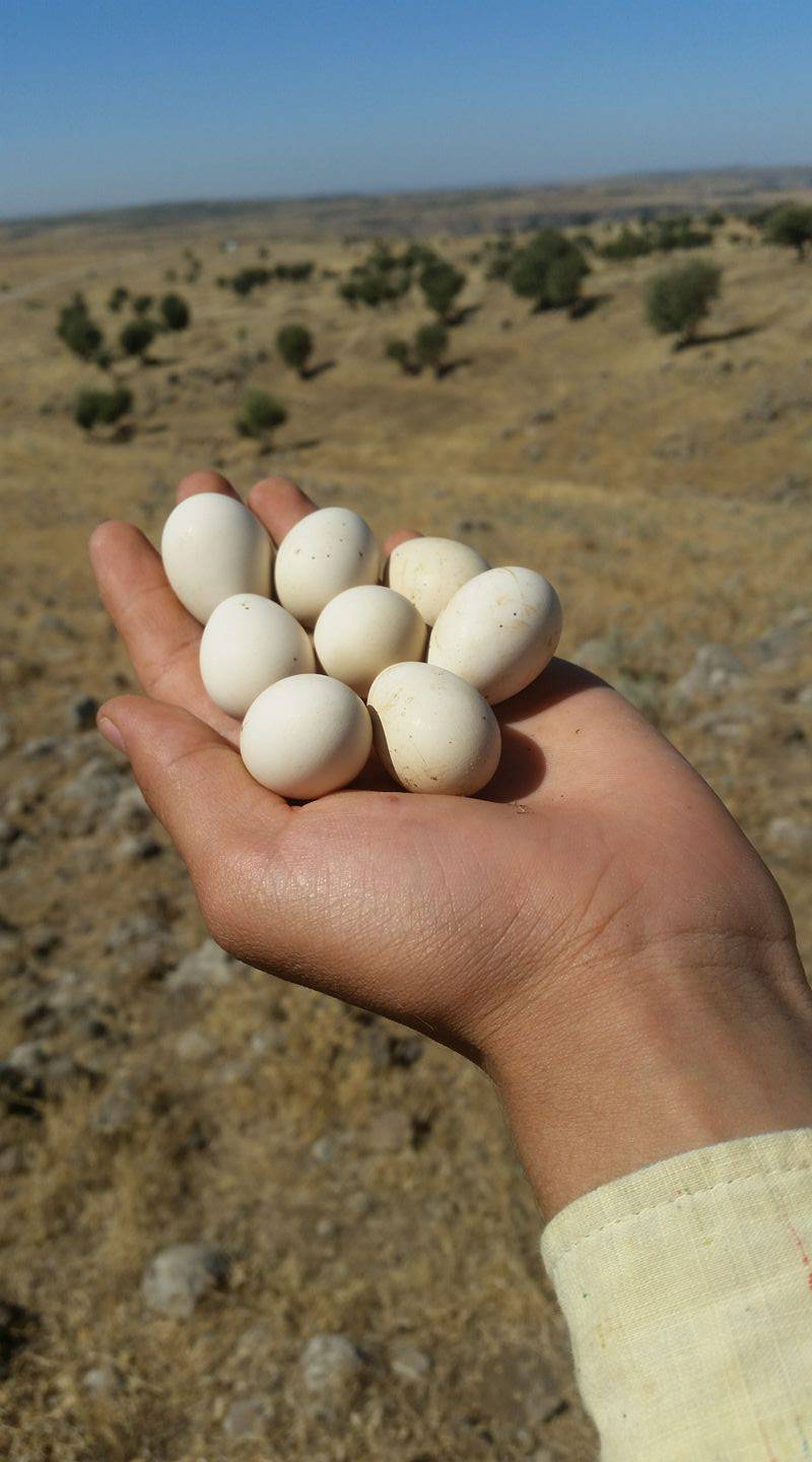 Güçlükonak Çobankazanı Köyü Resimleri 20