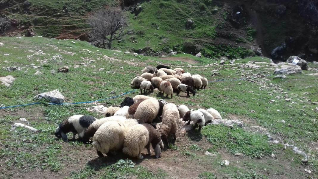 Güçlükonak Çobankazanı Köyü Resimleri 3