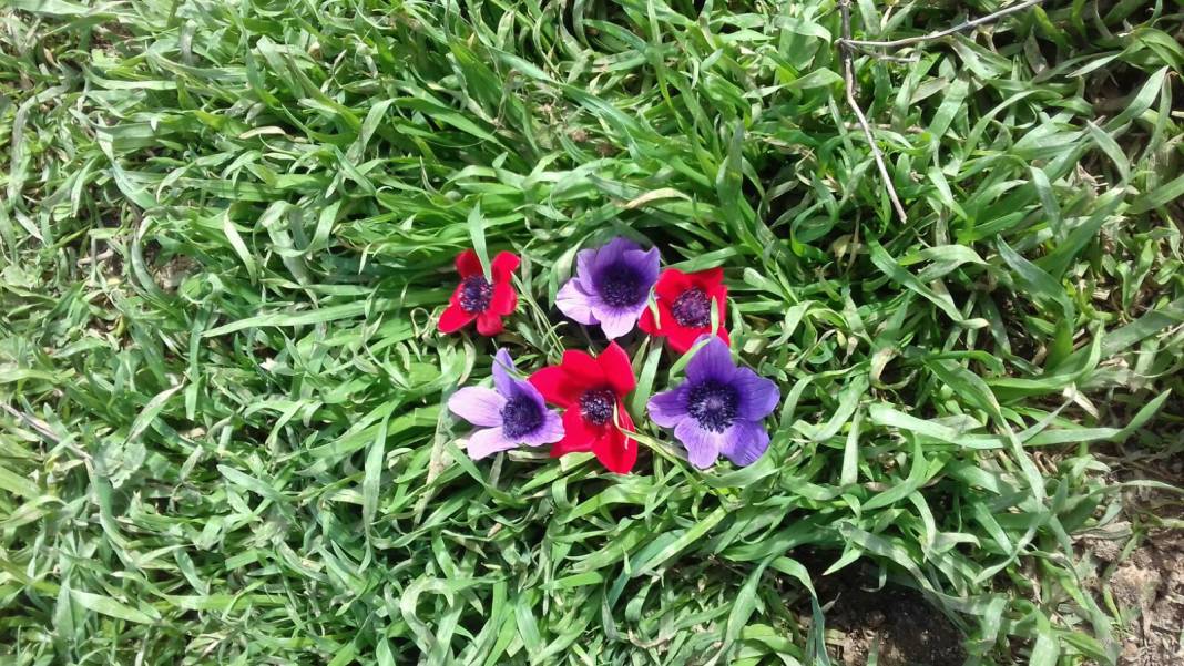 Güçlükonak Çobankazanı Köyü Resimleri 4