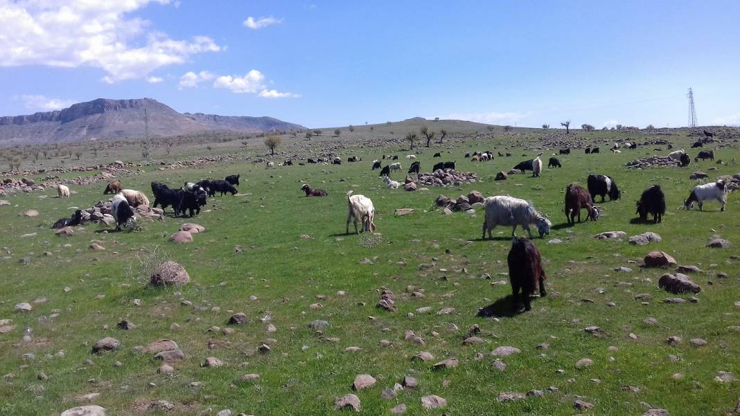 Güçlükonak Çobankazanı Köyü Resimleri 6