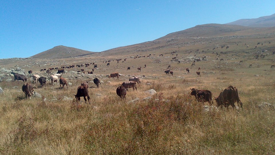 Ardahan Samanbeyli Köyü Resimleri 11
