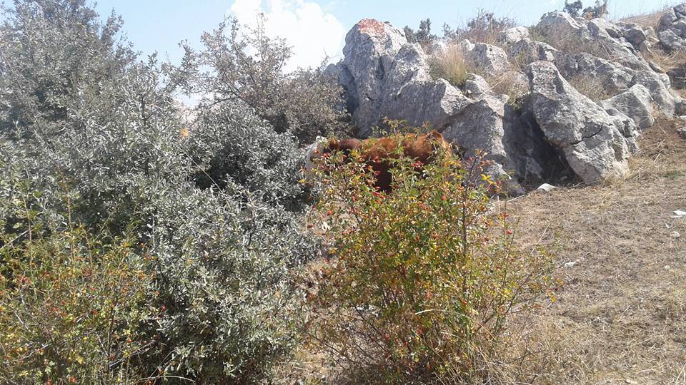 Yozgat Derbent Köyü Resimleri 4