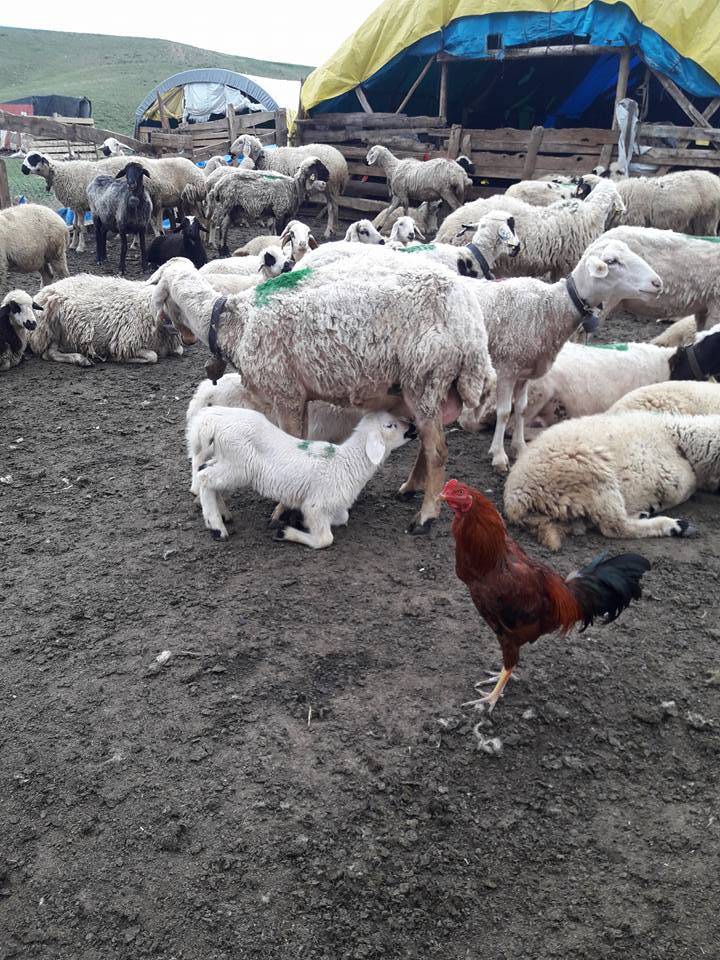 Yozgat Derekışla Köyü Resimleri 3