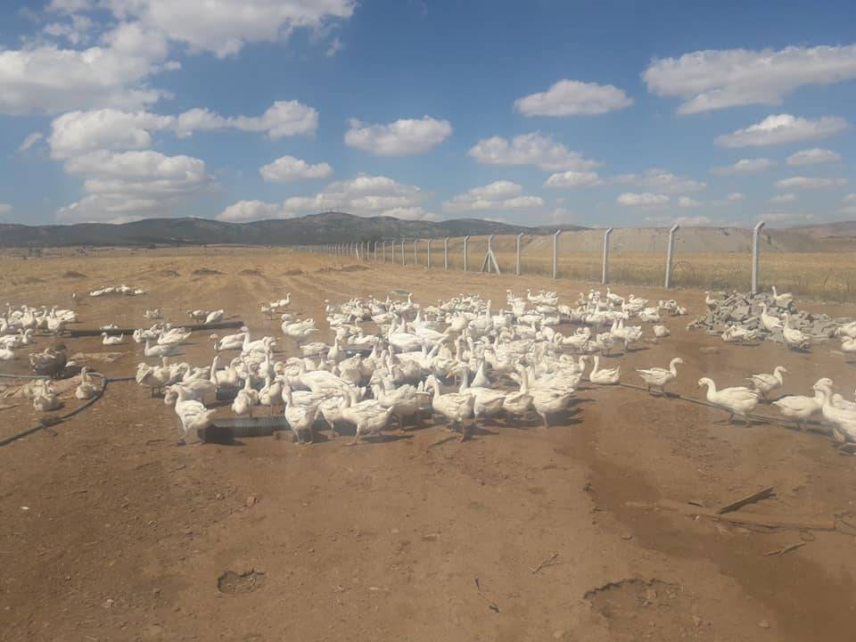 Yozgat Divanlı Köyü Resimleri 5