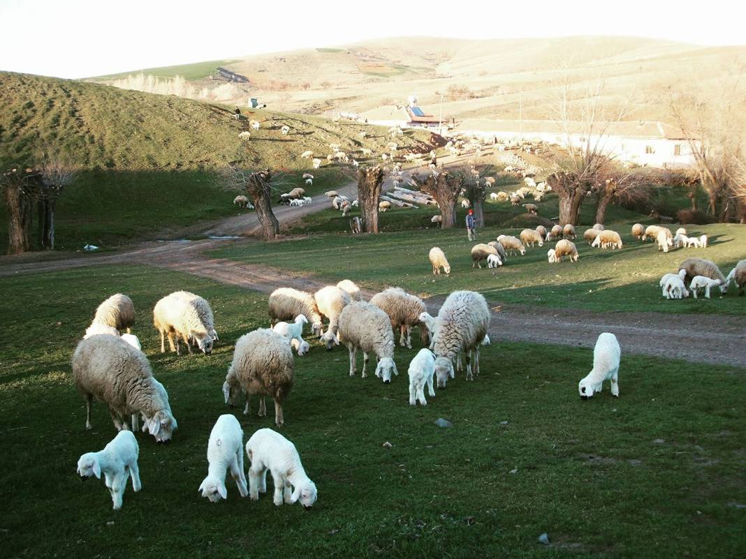 Yozgat Gevrek Köyü Resimleri 6