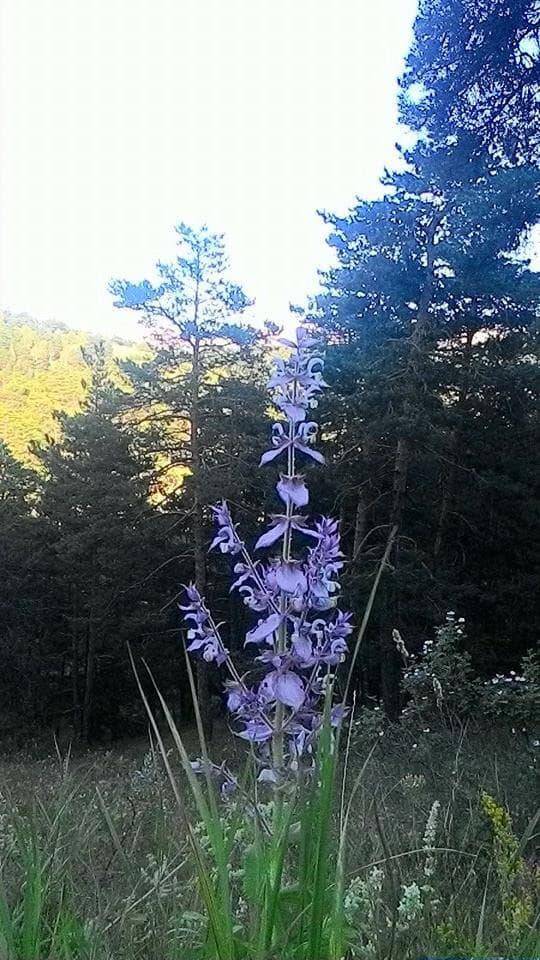 Yozgat Güllük Köyü Resimleri 2
