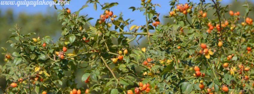 Yozgat Gülyayla Köyü Resimleri 2