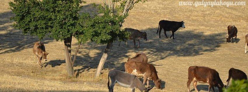 Yozgat Gülyayla Köyü Resimleri 6