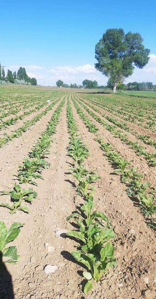 Yozgat İnceçayır Köyü Resimleri 2