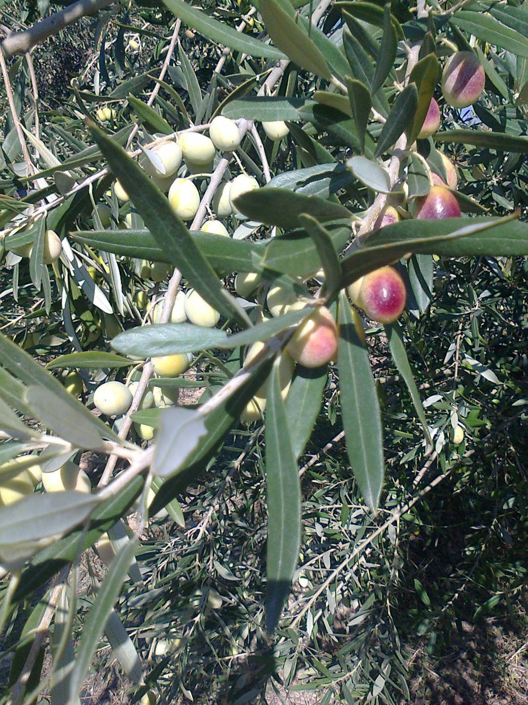 Mut Kemenli Köyü Resimleri 6
